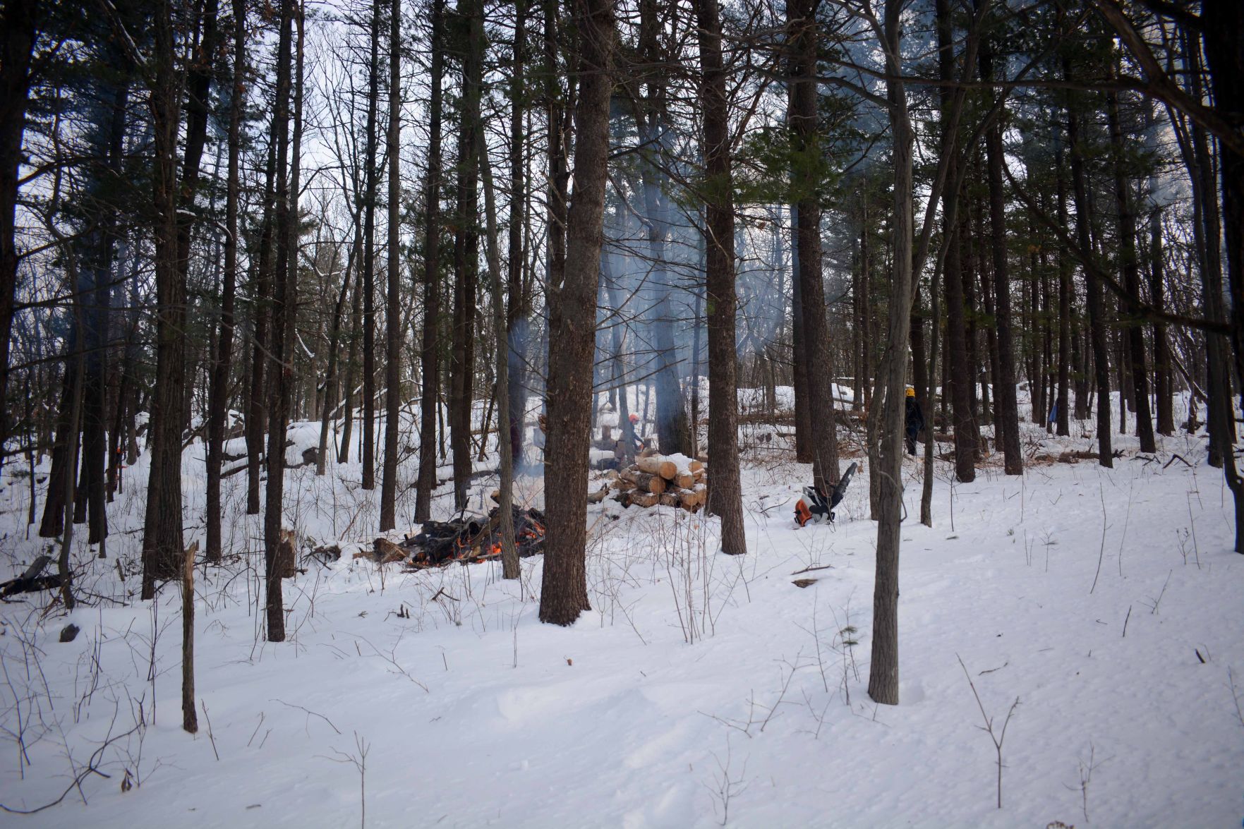 Devil's Lake east bluff stewardship work